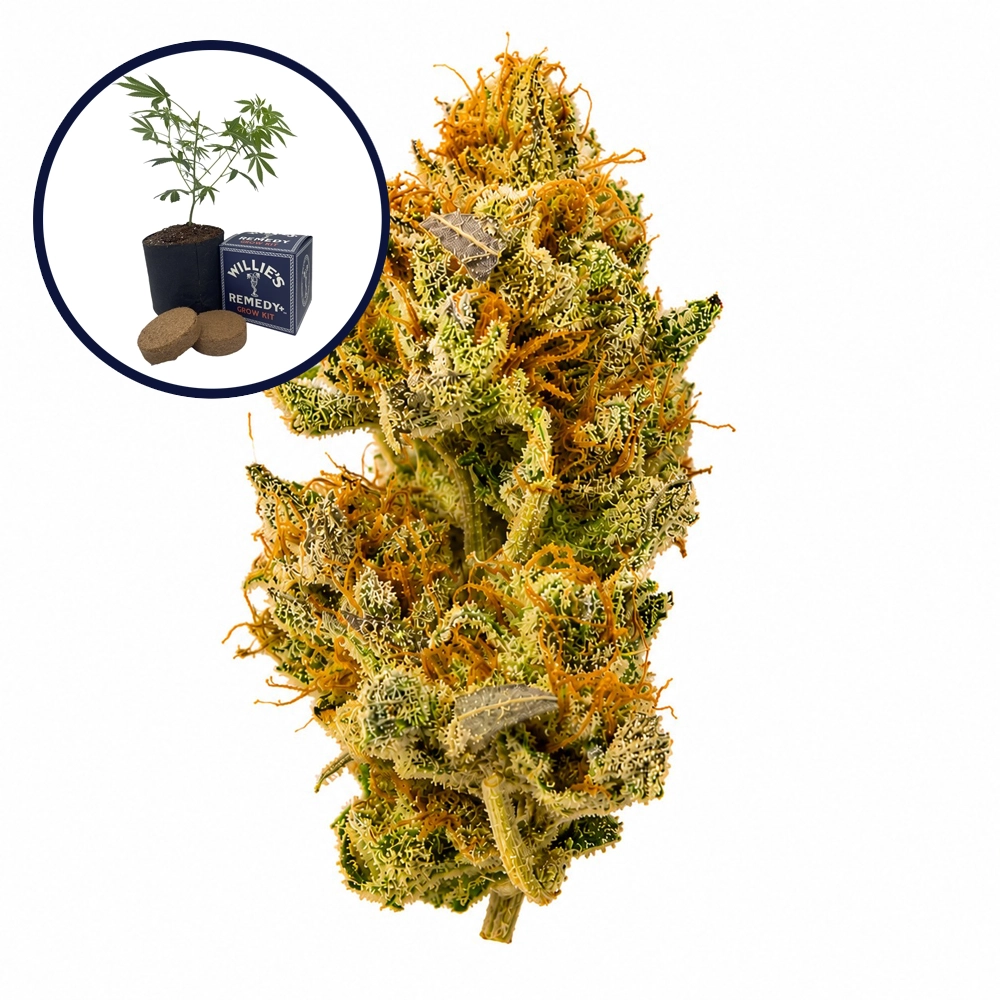 White Widow Grow Kit