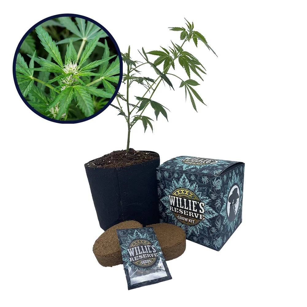 White Fire OG Strain High Yield Grow Kit
