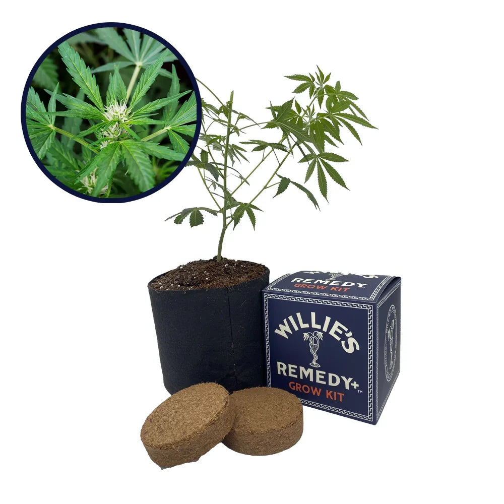 White Fire OG Strain Grow Kit