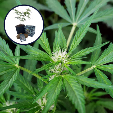 White Fire OG High Yield Grow Kit