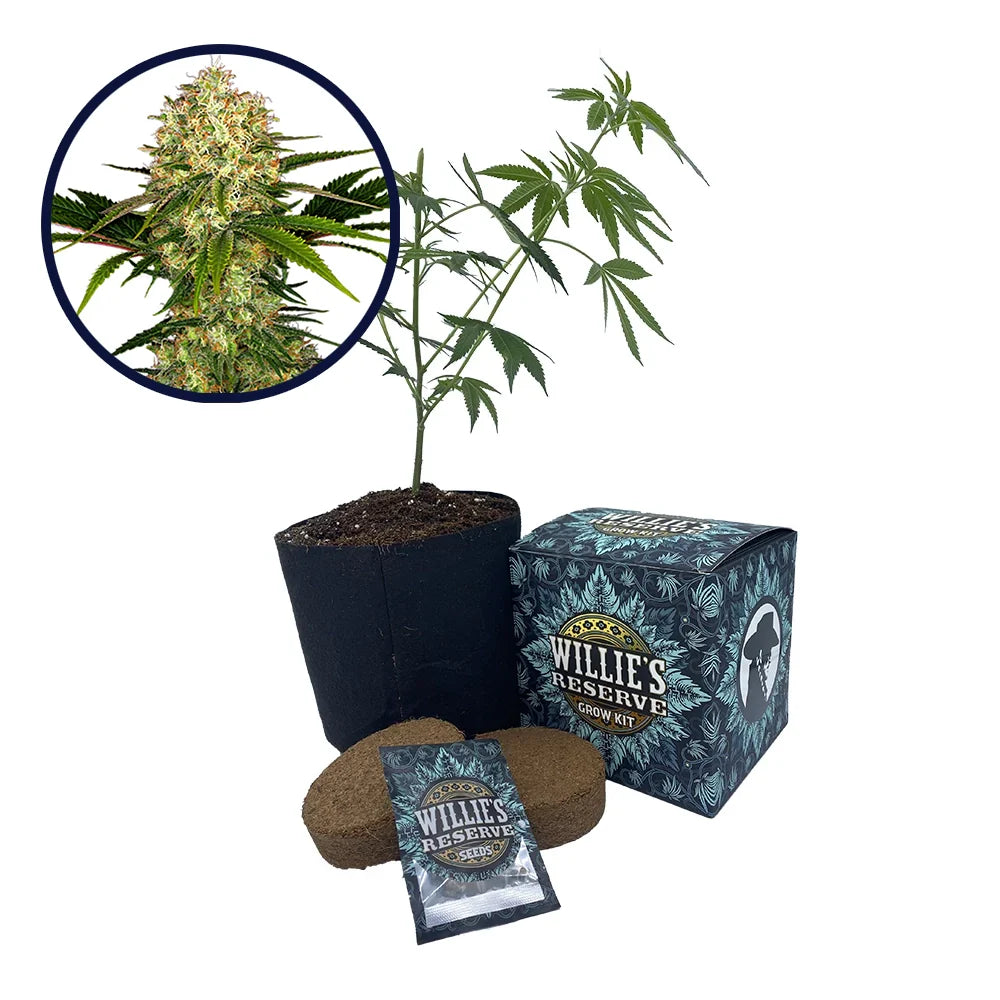 White Ice Strain High Yield Grow Kit