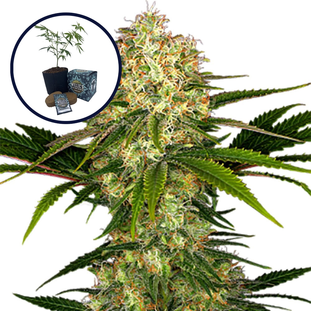 White Ice High Yield Grow Kit