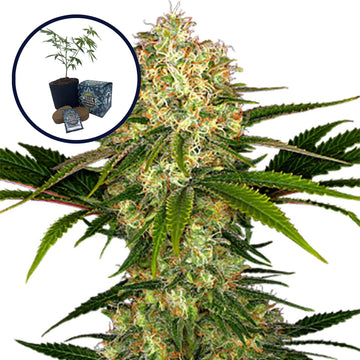 White Ice High Yield Grow Kit