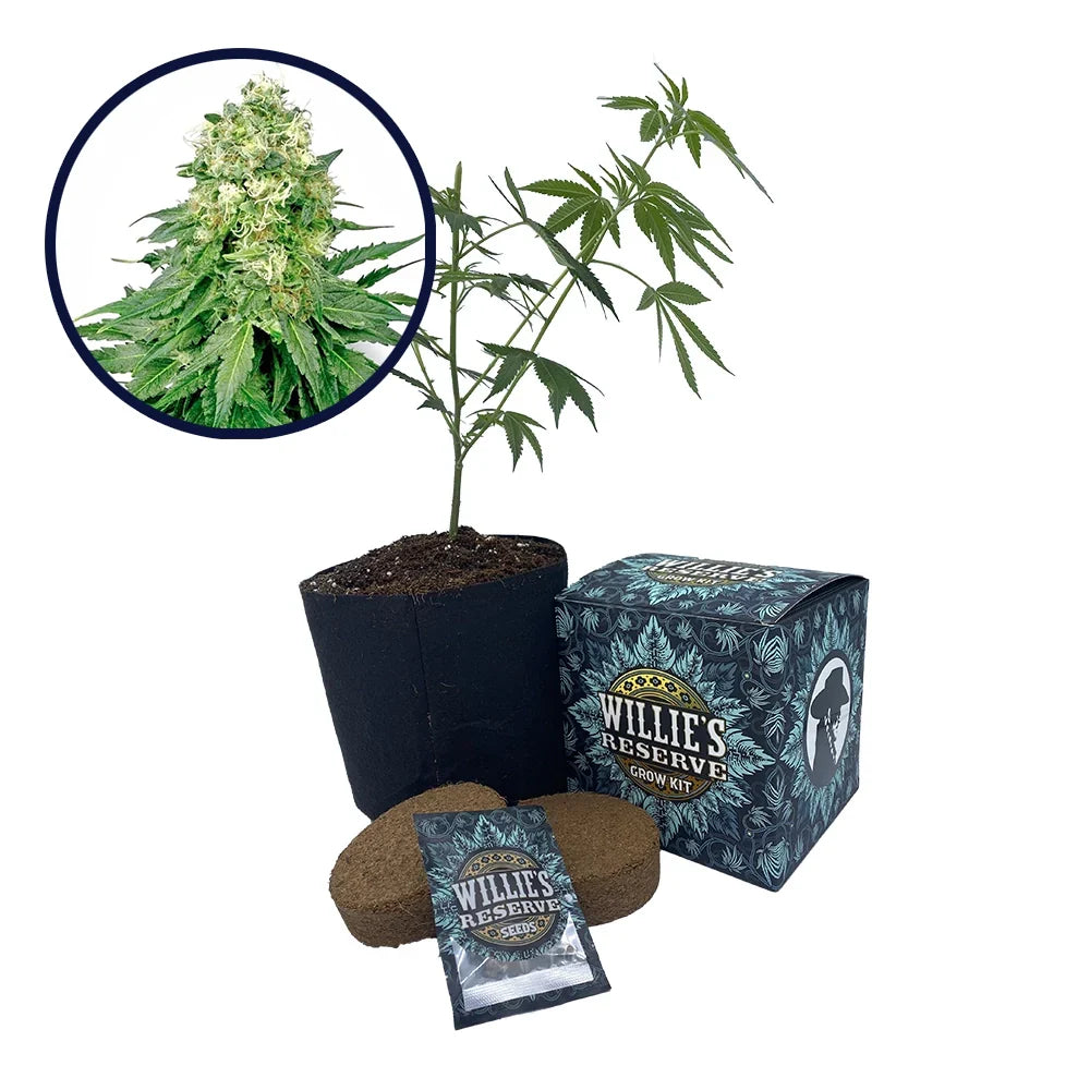 White Rhino Strain High Yield Grow Kit