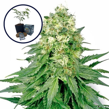 White Rhino High Yield Grow Kit