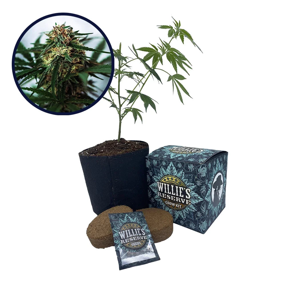 White Truffle Strain High Yield Grow Kit