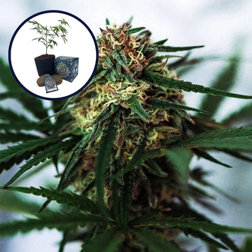 White Truffle High Yield Grow Kit