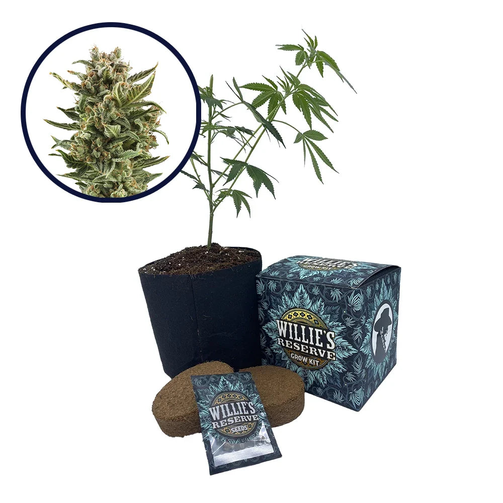 White Widow Strain High Yield Grow Kit