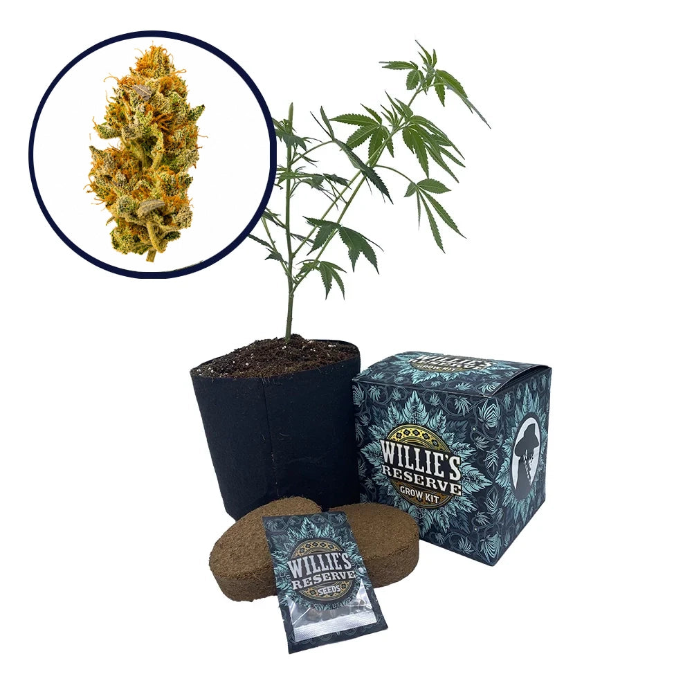 White Widow Strain High Yield Grow Kit