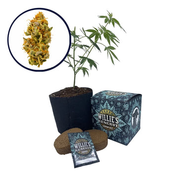 White Widow Strain High Yield Grow Kit