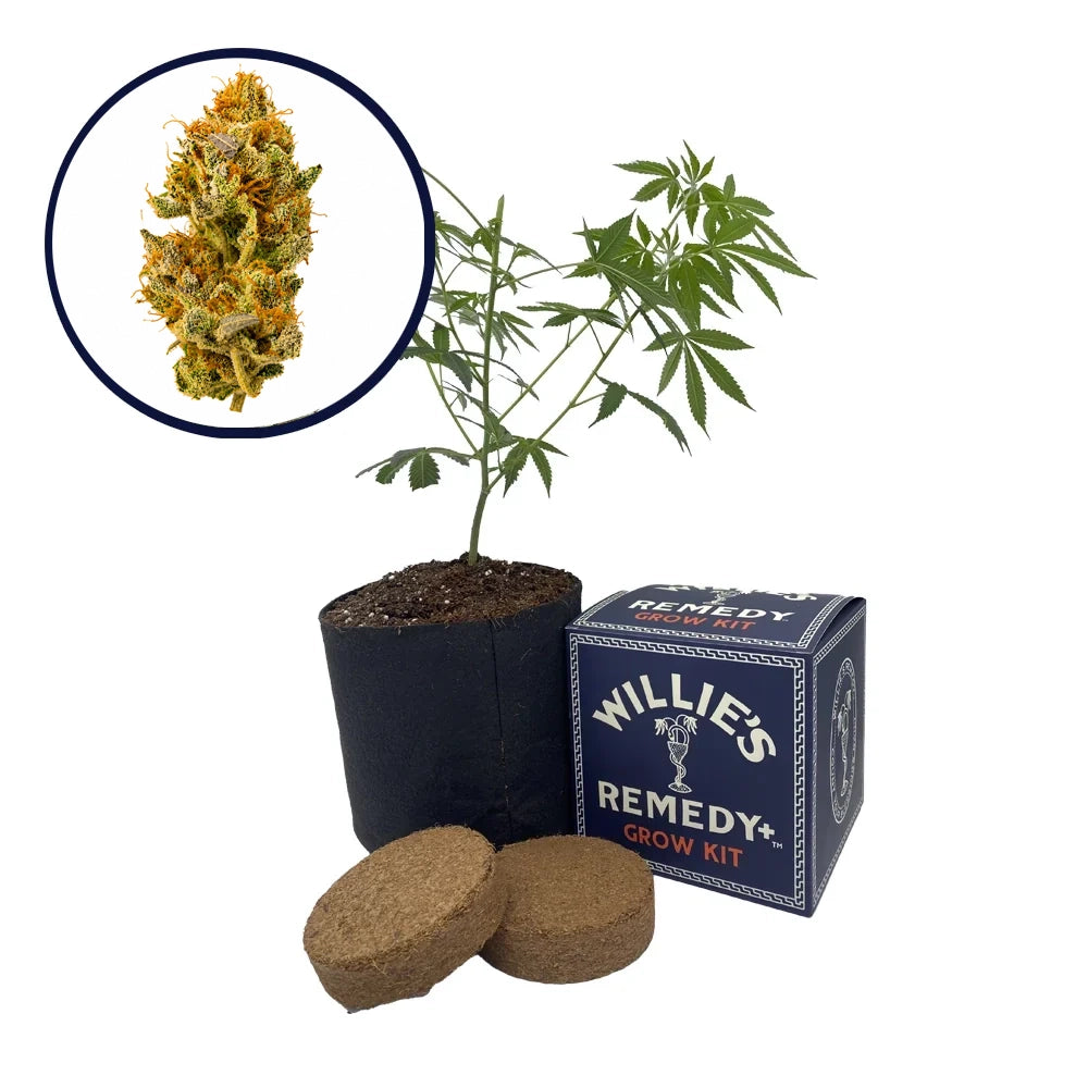 White Widow Strain Grow Kit