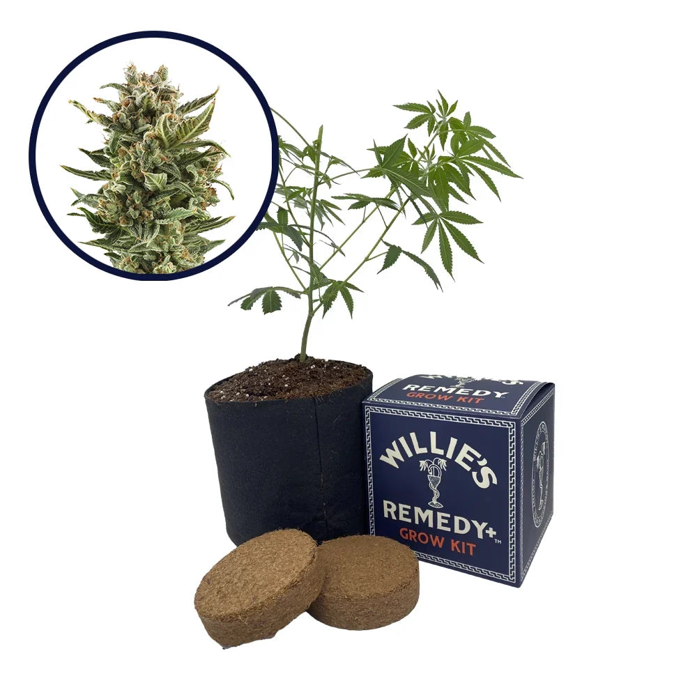 White Widow Strain Grow Kit