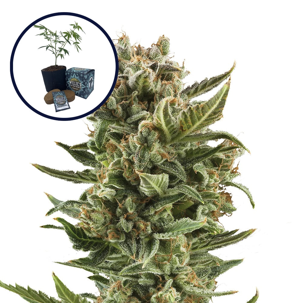 White Widow High Yield Grow Kit