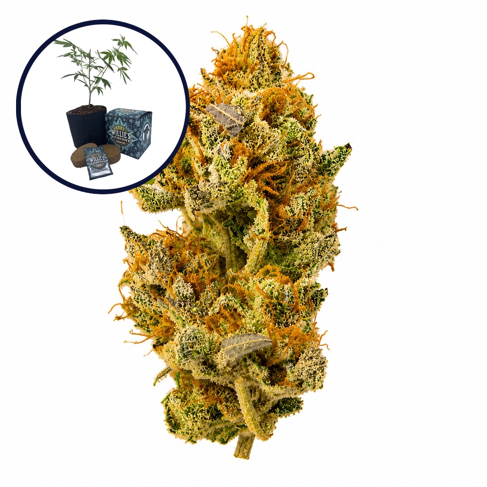 White Widow High Yield Grow Kit