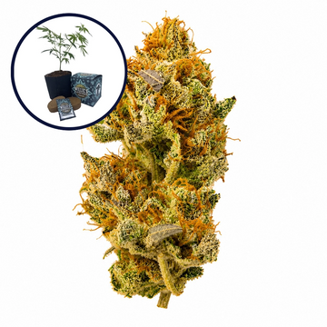 White Widow High Yield Grow Kit