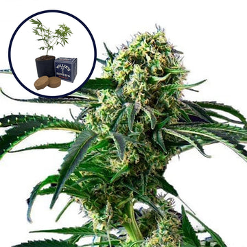 Wrecking Ball Grow Kit