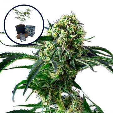 Wrecking Ball High Yield Grow Kit