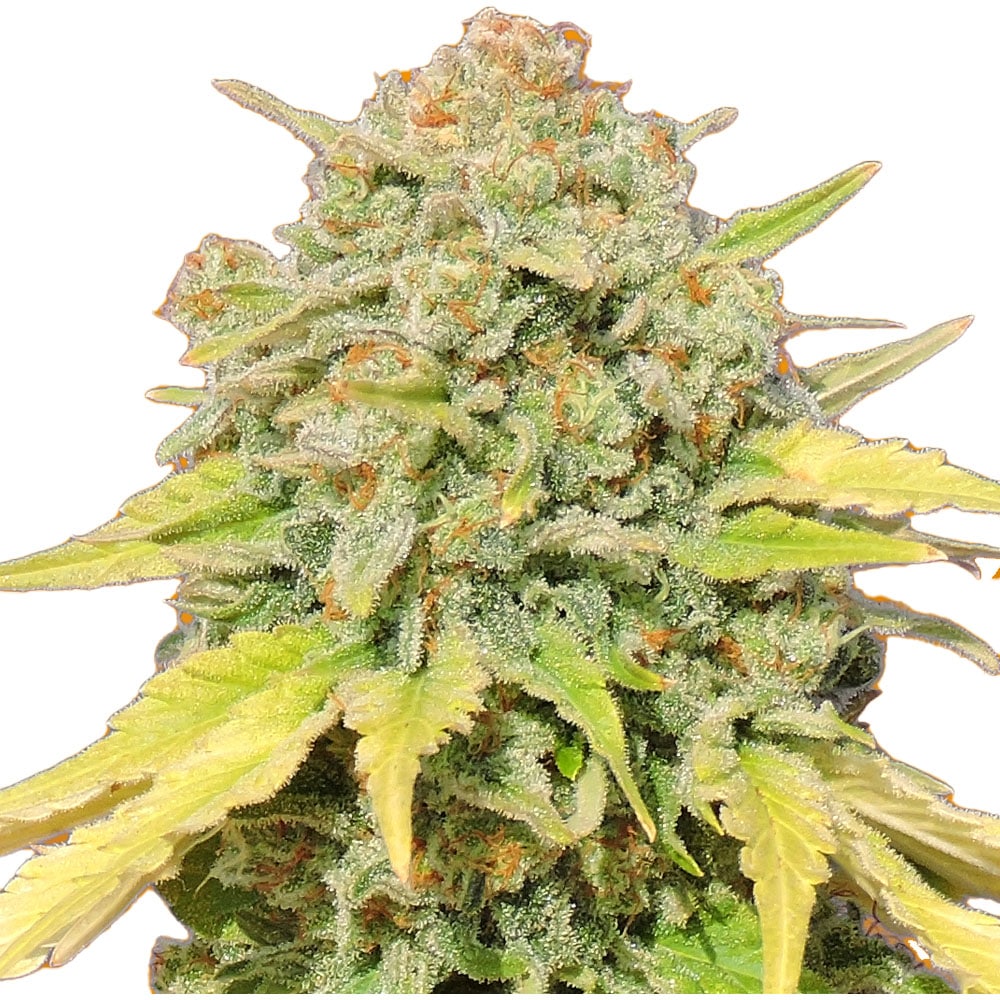 Zkittlez Auto