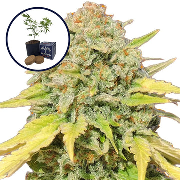 Zkittlez Grow Kit