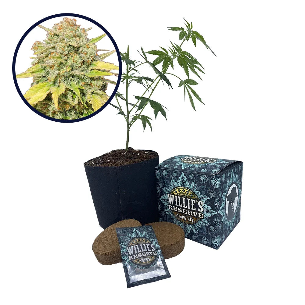 Zkittlez Strain High Yield Grow Kit