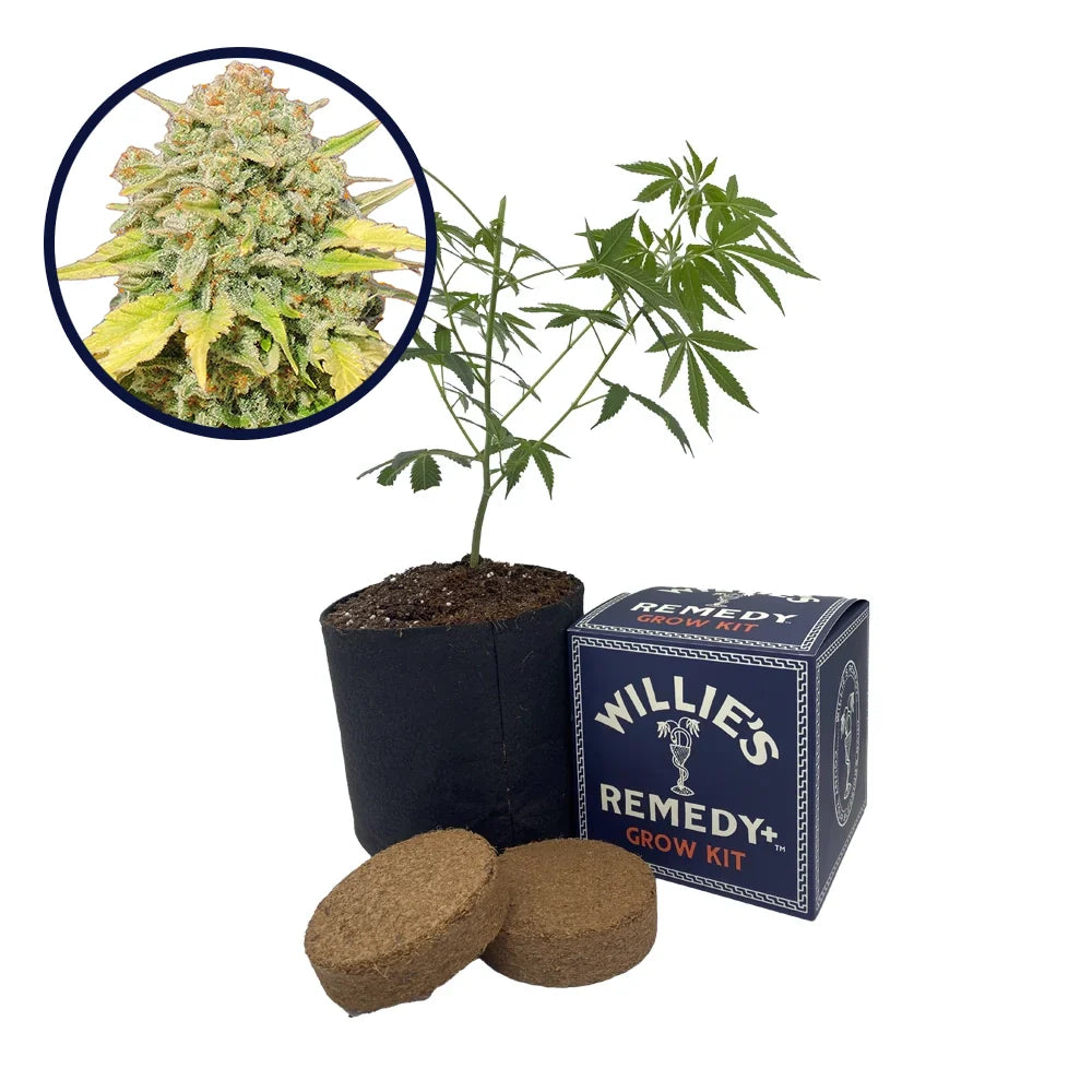 Zkittlez Strain Grow Kit