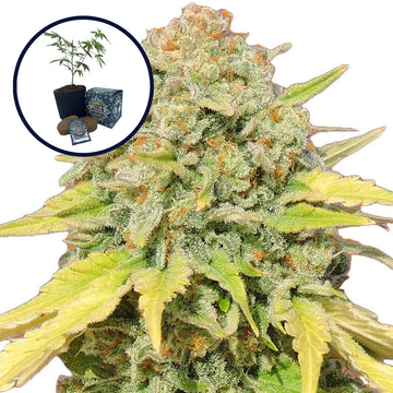 Zkittlez High Yield Grow Kit