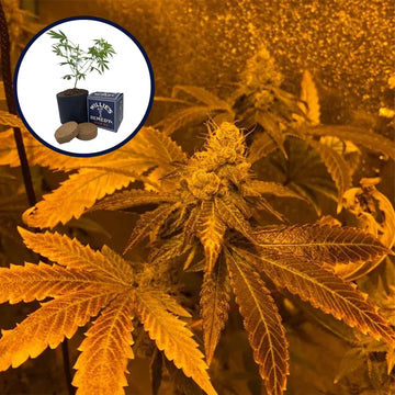 Zookies Grow Kit