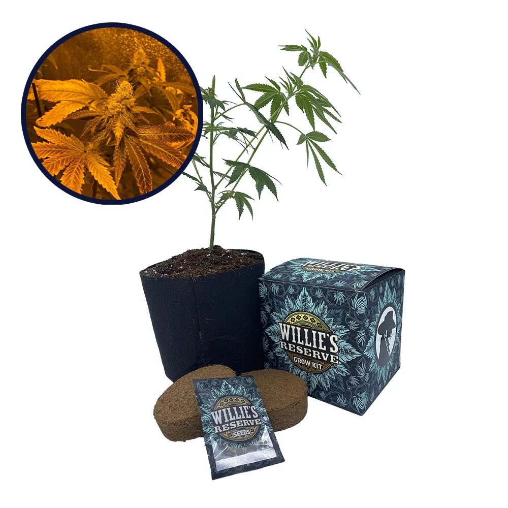 Zookies Strain High Yield Grow Kit