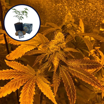 Zookies High Yield Grow Kit