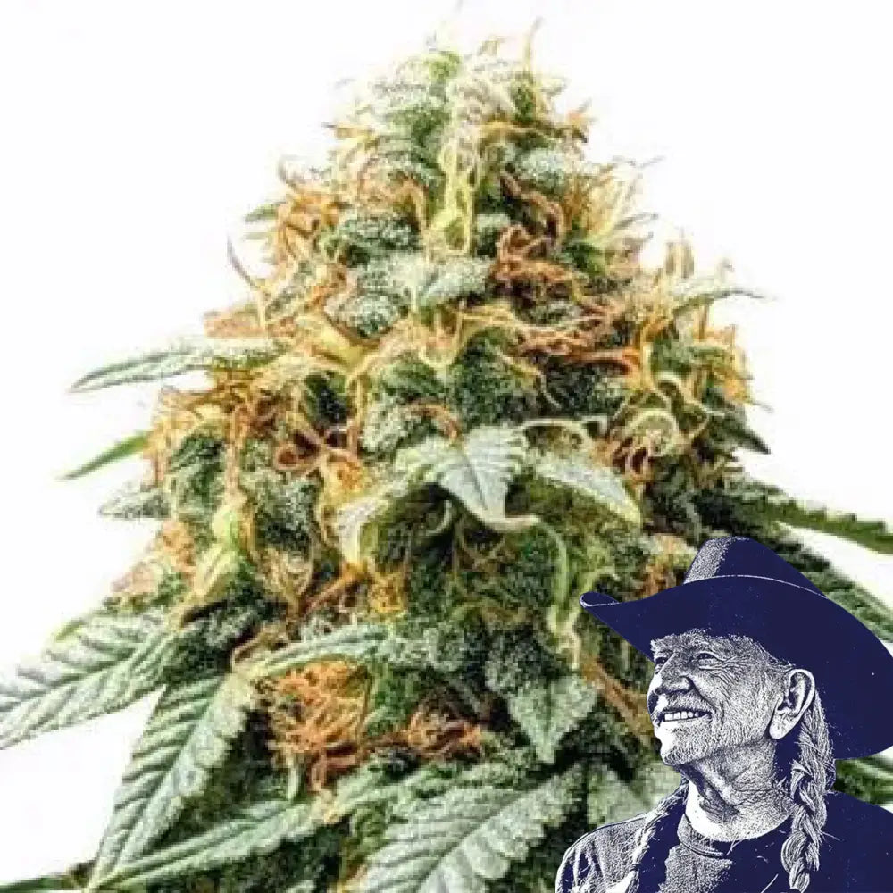 Acapulco Gold Auto