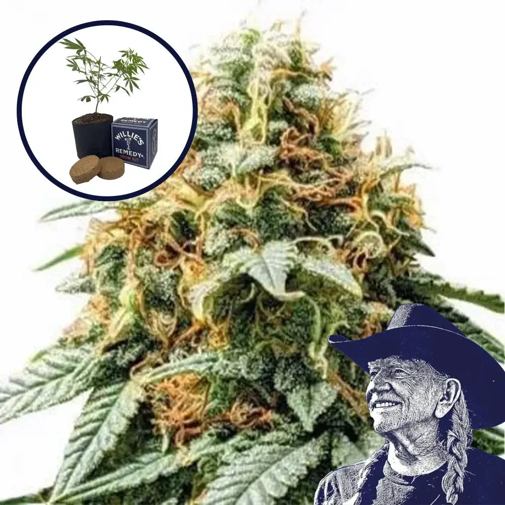 Acapulco Gold Grow Kit