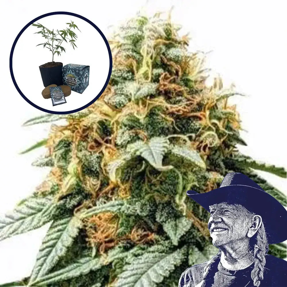 Acapulco Gold High Yield Grow Kit