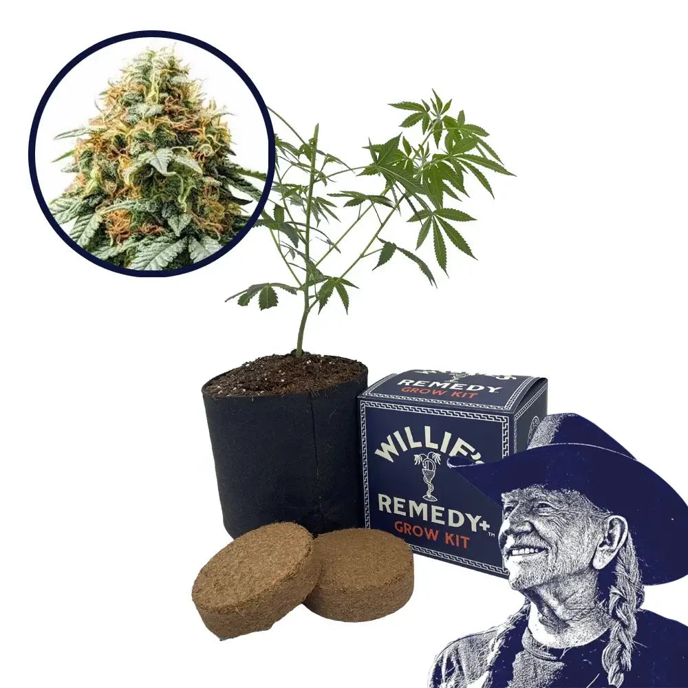 Acapulco Gold Strain Grow Kit