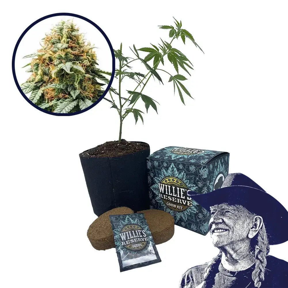 Acapulco Gold Strain High Yield Grow Kit