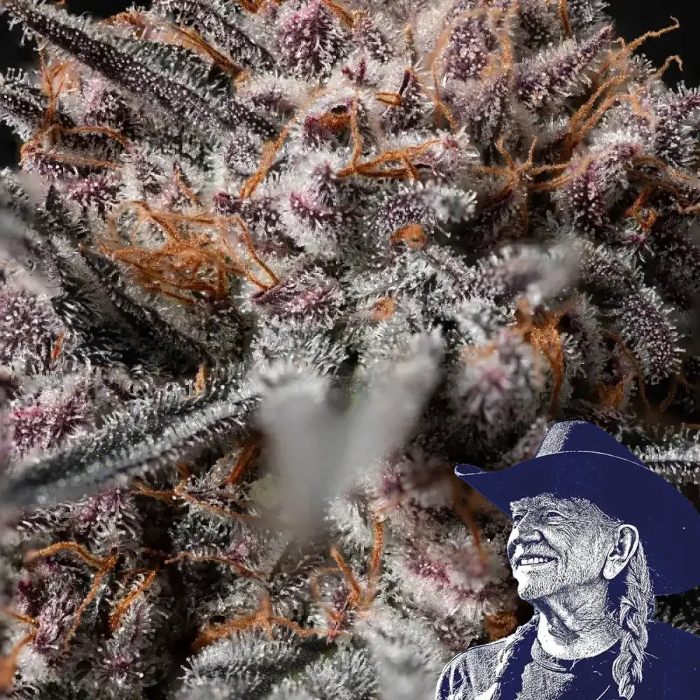 Afghan Kush