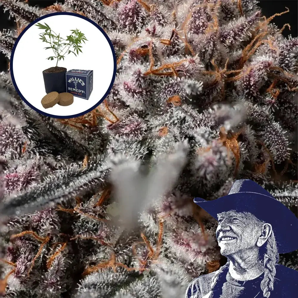 Afghan Kush Grow Kit