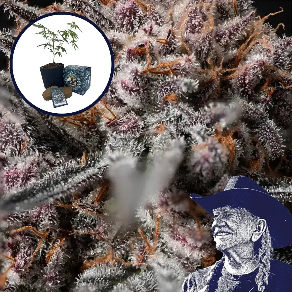 Afghan Kush High Yield Grow Kit
