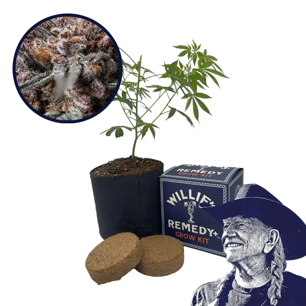 Afghan Kush Strain Grow Kit