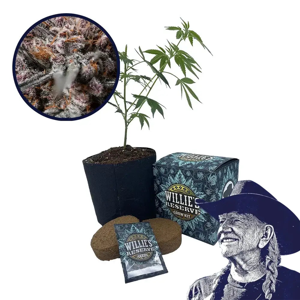 Afghan Kush Strain High Yield Grow Kit