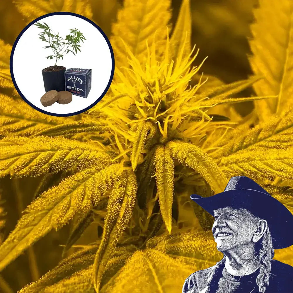 Afghan Skunk Grow Kit