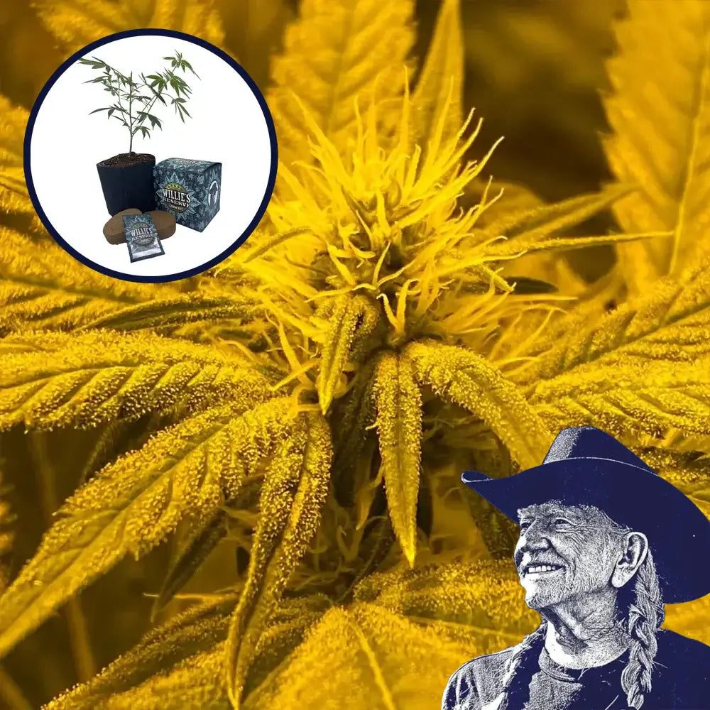 Afghan Skunk High Yield Grow Kit