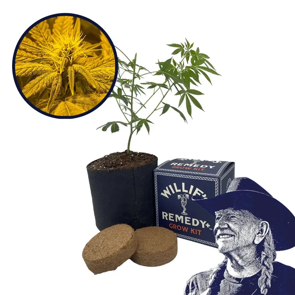 Afghan Skunk Strain Grow Kit