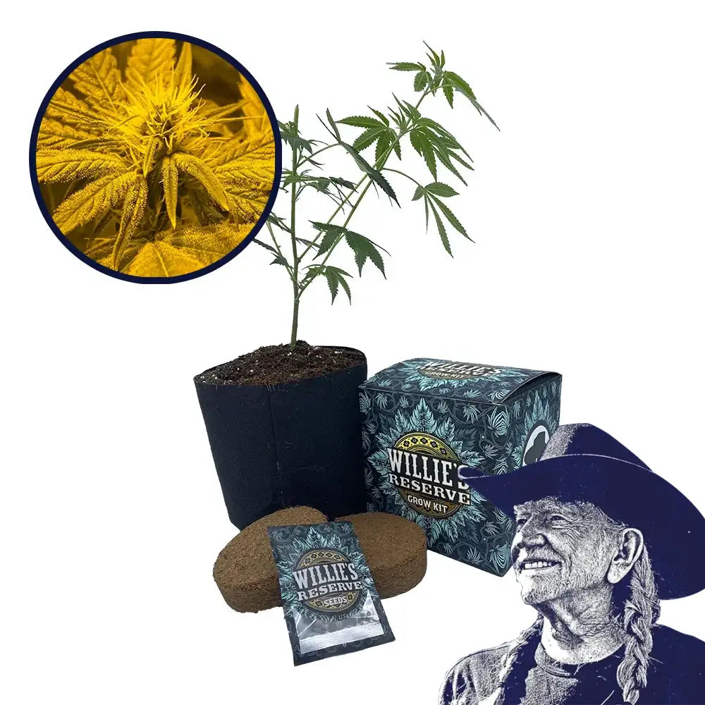 Afghan Skunk Strain High Yield Grow Kit