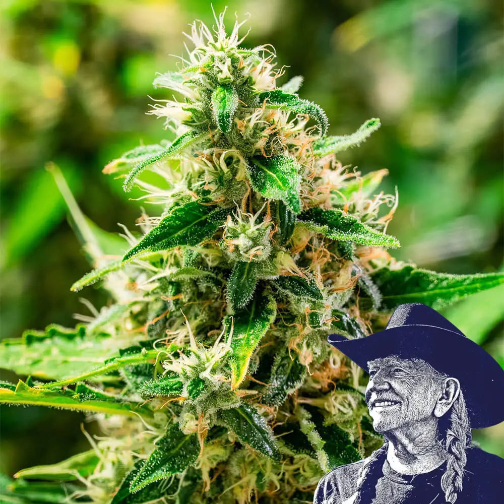 Afghani