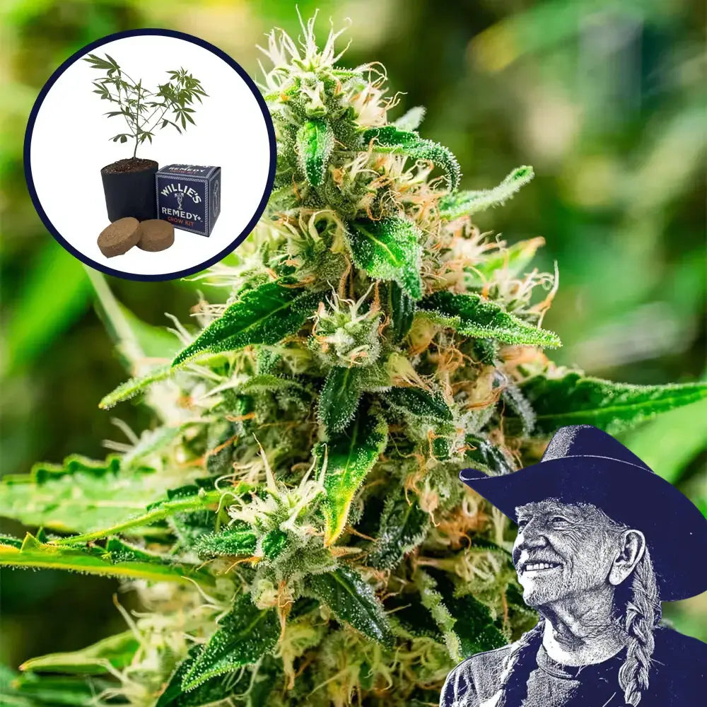 Afghani Grow Kit
