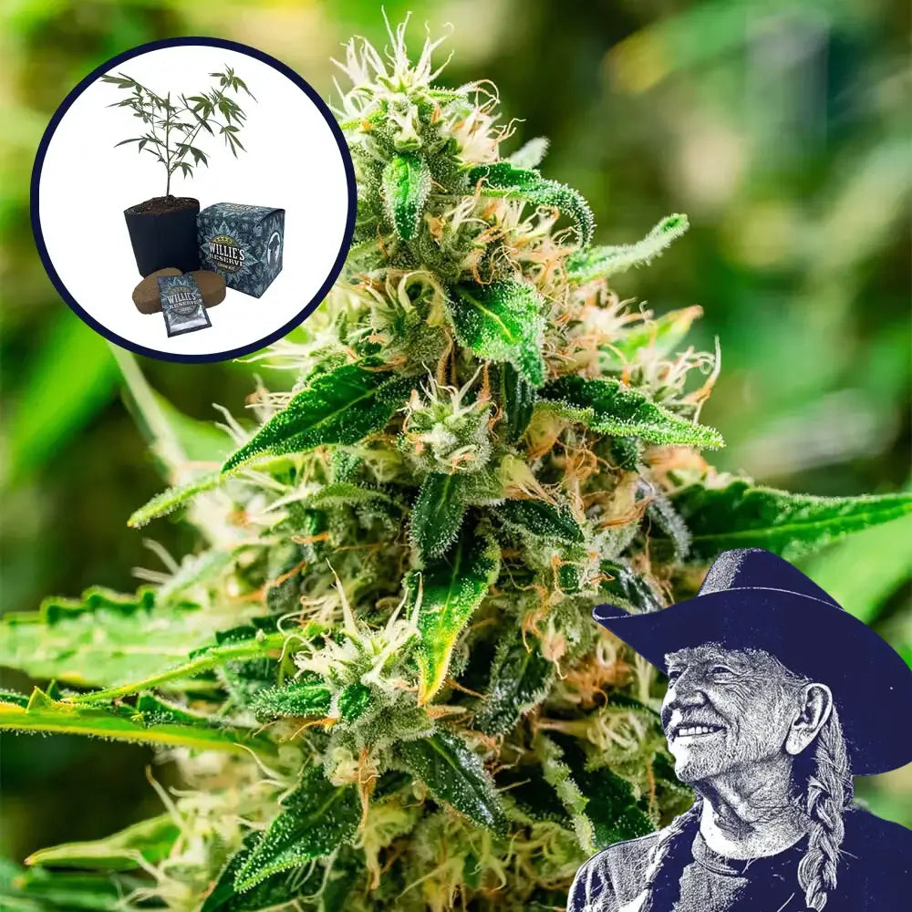 Afghani High Yield Grow Kit