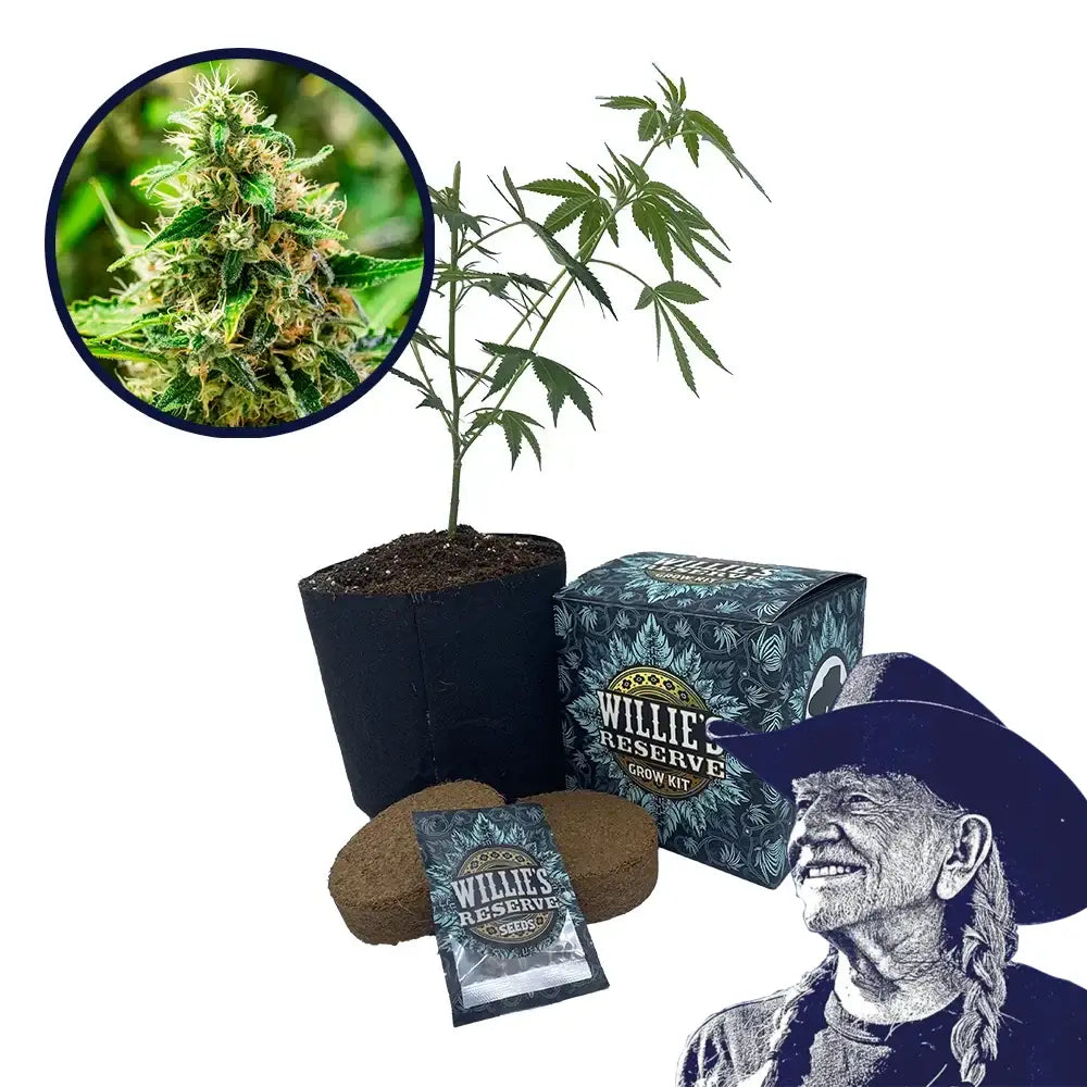 Afghani Strain High Yield Grow Kit