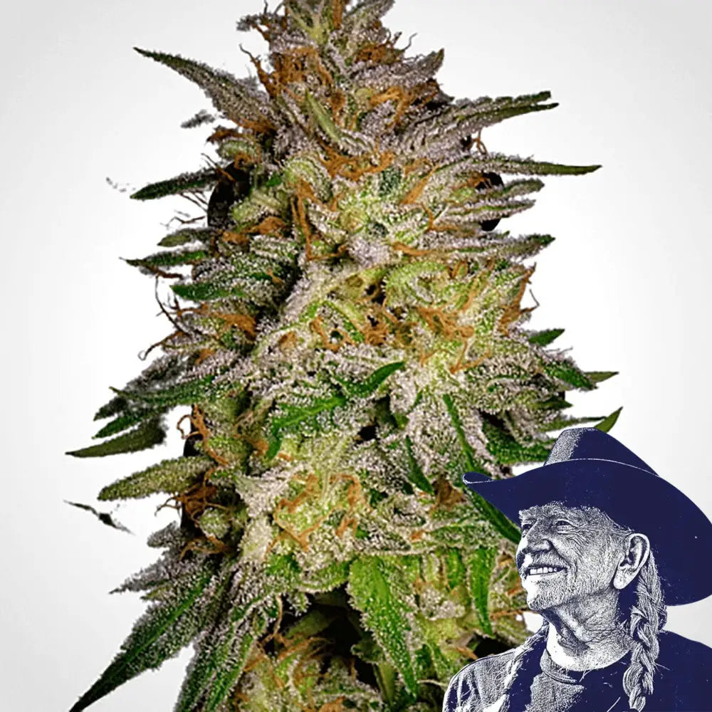 Agent Orange