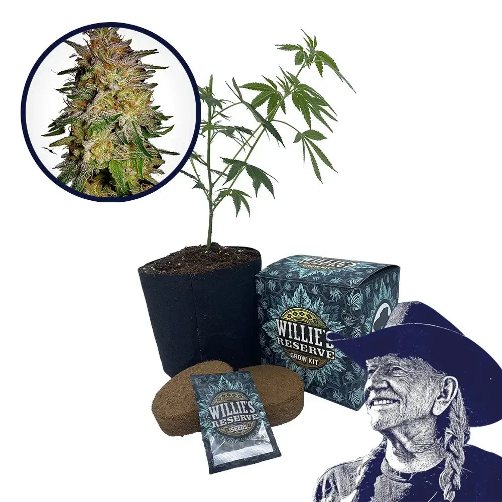 Agent Orange Strain High Yield Grow Kit