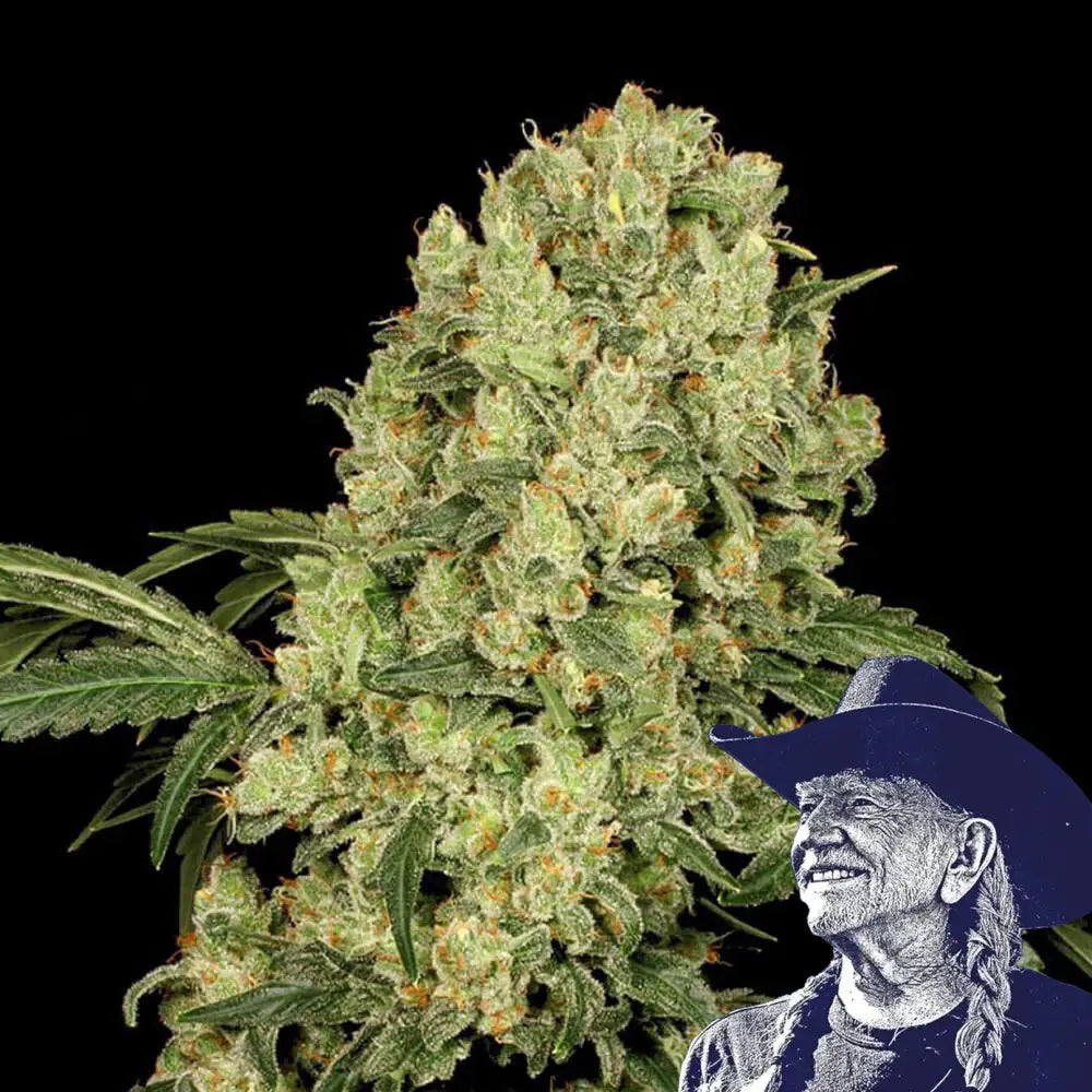 AK 47 Auto